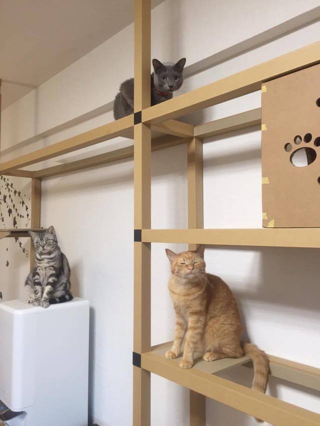 りょこさん家の（左から時計周りに）パズー君、ムスカ君、シータちゃん／強化段ボールでできたキャットウォーク「ニャンダフルシェルフ」