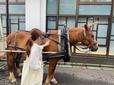 【星野リゾート　青森屋】馬車馬のきららちゃんにご挨拶