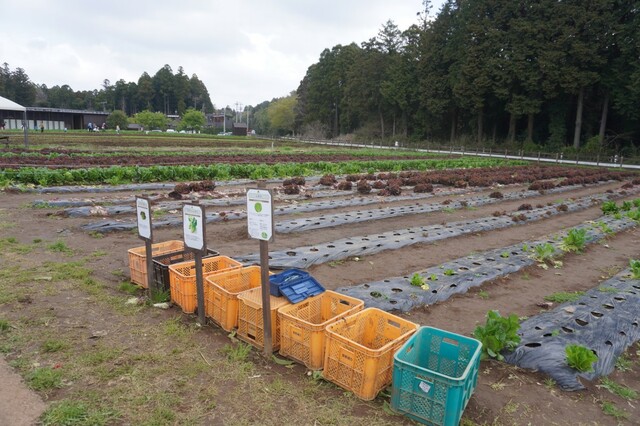 日本最大級の農園リゾート「THE FARM」