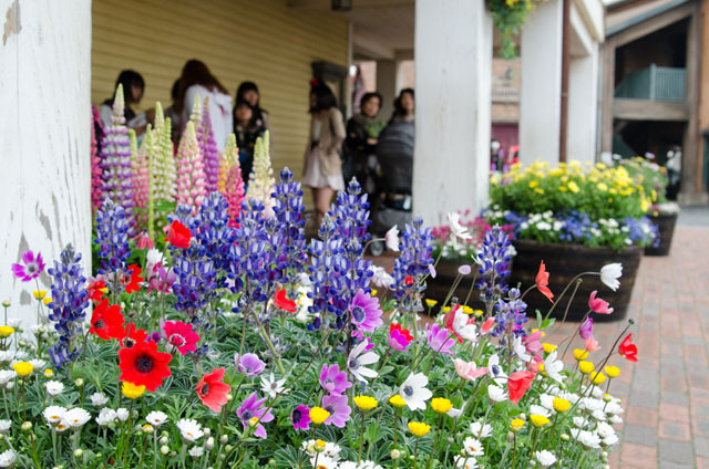 ケープコッド／東京ディズニーシー「ディズニー・イースター2015」©Disney