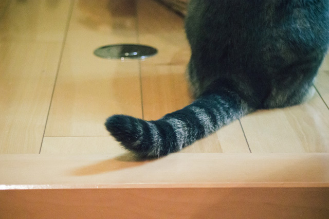 カメラ女子が撮影した“ふわふわ＆もふもふ”の猫たち