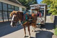 【青森屋】馬車 ※写真は夏に撮影