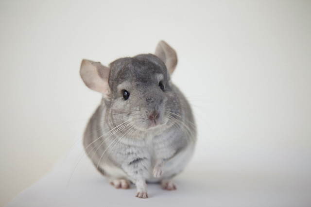 Japan Chinchilla Festival