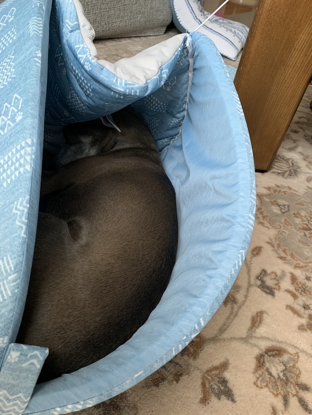 【ニトリ ペットベッド】ひっくり返ってそのまま寝ている愛犬  