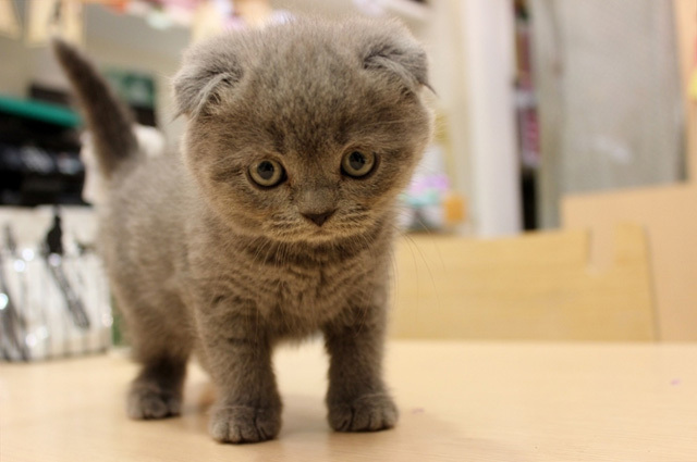 可愛くてキュンキュンする「吉祥寺ねこ祭り」の猫たち