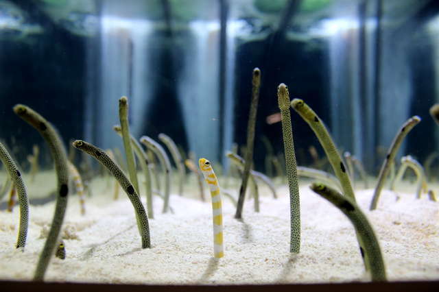 ぬるぬる＆にょろにょろな不思議ないきものたち／人気爆発中のチンアナゴ