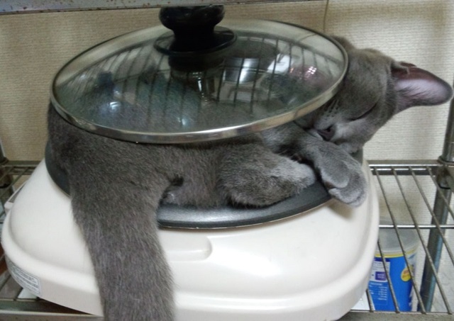 こけ助パパさんちのすずまろくん