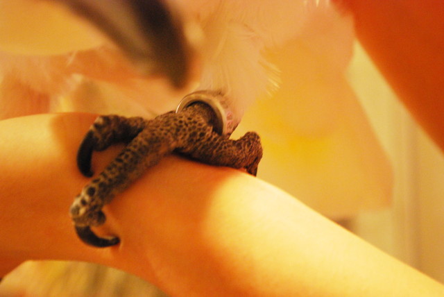 ことりカフェ/表参道店・ことりたち