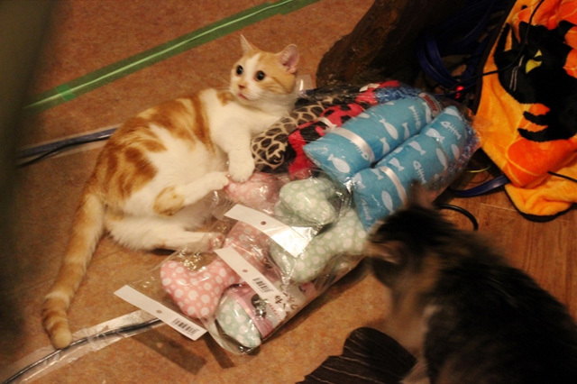 可愛くてキュンキュンする「吉祥寺ねこ祭り」の猫たち