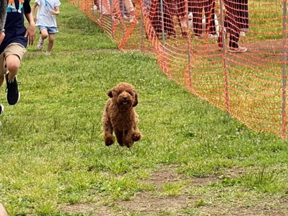 GOGO ドッグレースGP（2023年5月開催時）