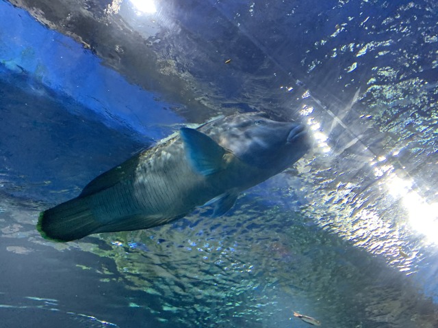 頭上まで水に覆われるこの空間ではまるで海中に身を置いているかのような気分に