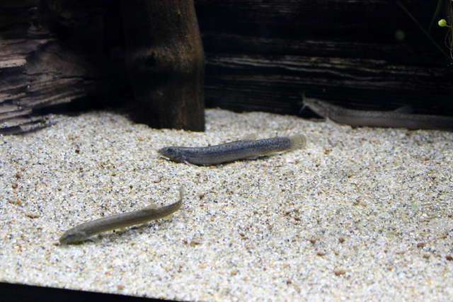 ぬるぬる＆にょろにょろな不思議ないきものたち