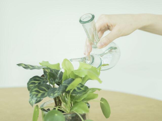 ＆Green水を注ぐ様子１