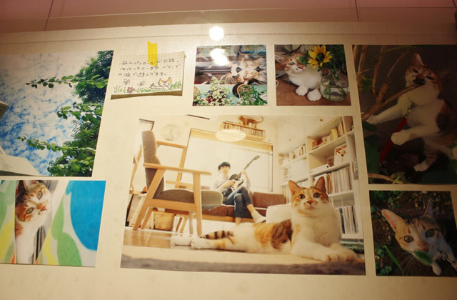 可愛くてキュンキュンする「吉祥寺ねこ祭り」の猫たち