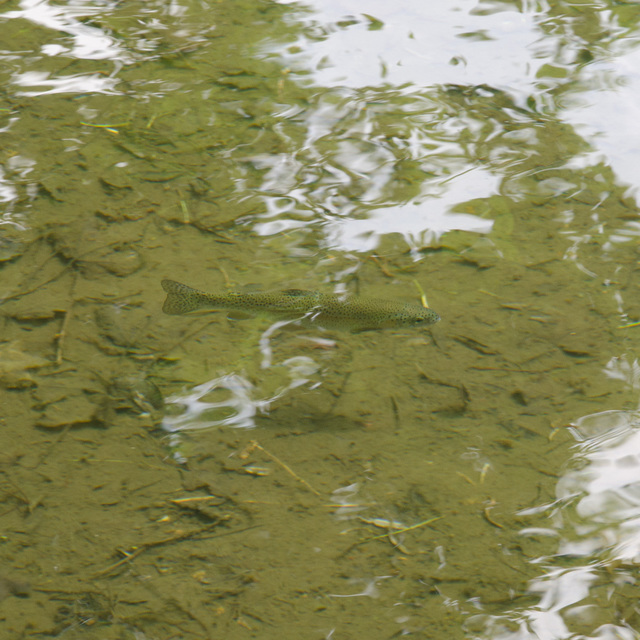 えさ釣り専用池｜無印良品「津南キャンプ場」