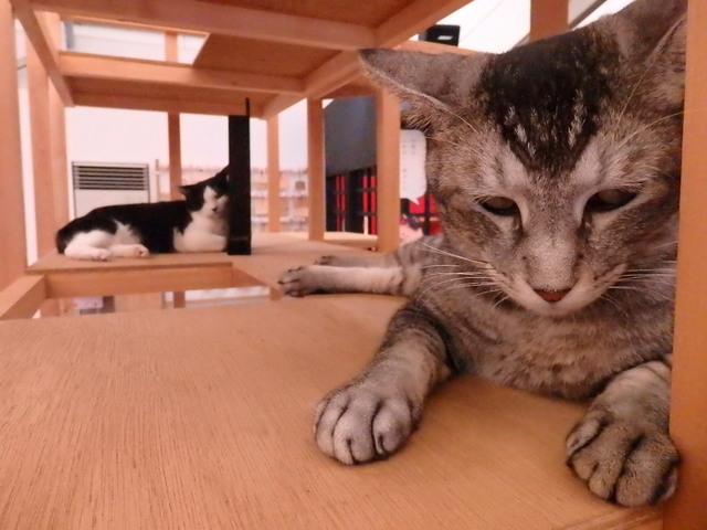 ⓒ江戸ねこ茶屋