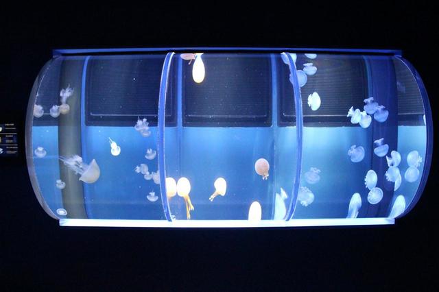 ミズクラゲ以外にも、沢山の種類のクラゲが展示されています。