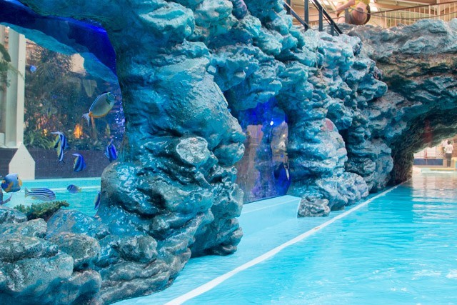 色とりどりの熱帯魚たちと一緒に、プールを流れていく