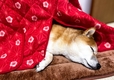 【ペット用こたつ】気持ちよくてぐっすり熟睡中