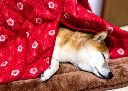 動画あり】飼い主、仰天からの感動！「ペット用こたつ」を愛犬に試して