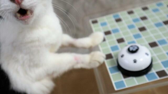 【ペット用コールベル】「もっとちょうだい！」というリアクション