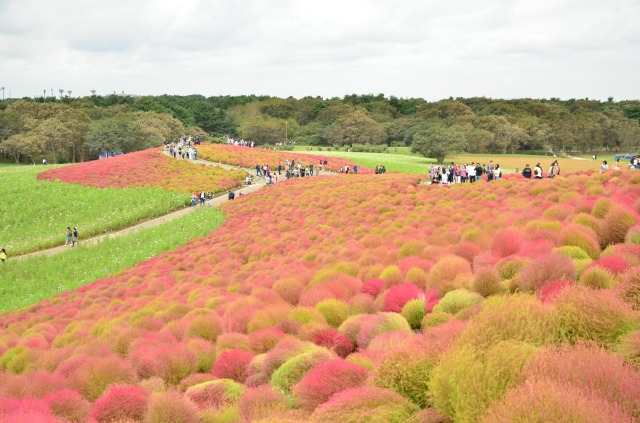 10月初旬のコキア