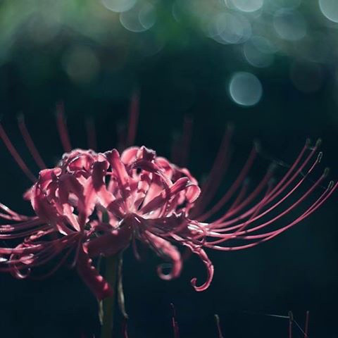 Instagramからエントリーする「SHiKAKUi PHOTO AWARDS」美麗フォト