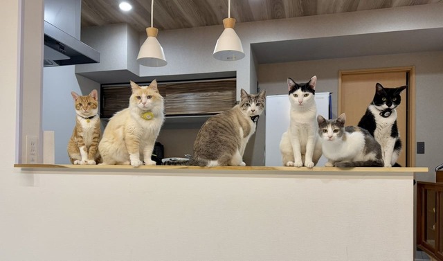 【まるいねこフェス】「いなり ういろう おだんご おにぎり きりたんぽ むぎごはん」。Xで人気の6匹のねこちゃん。