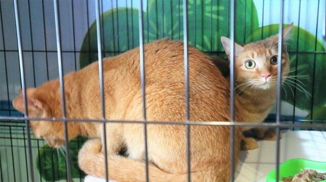 【ねこ浴場 体験レポ】イベントのため岐阜からやってきたきれいな茶トラちゃん