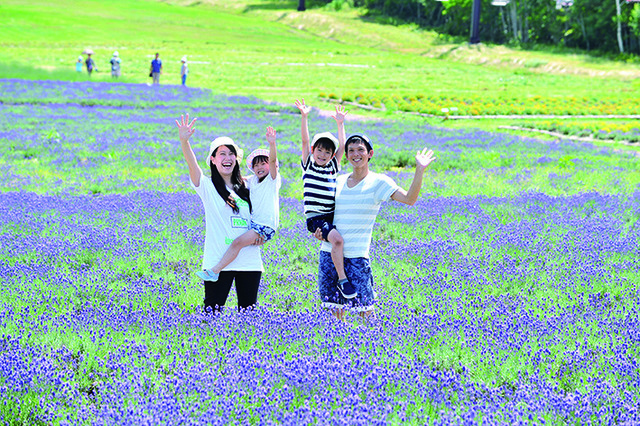 たんばらラベンダーパーク　ラベンダー