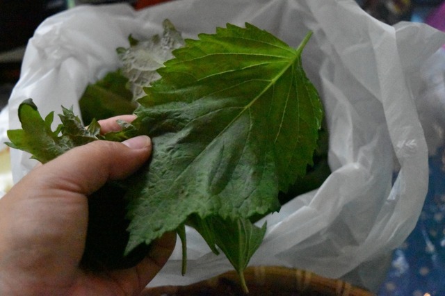 シソの葉も大きくて香りが良い