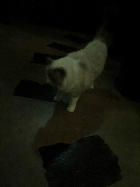 可愛くてキュンキュンする「吉祥寺ねこ祭り」の猫たち