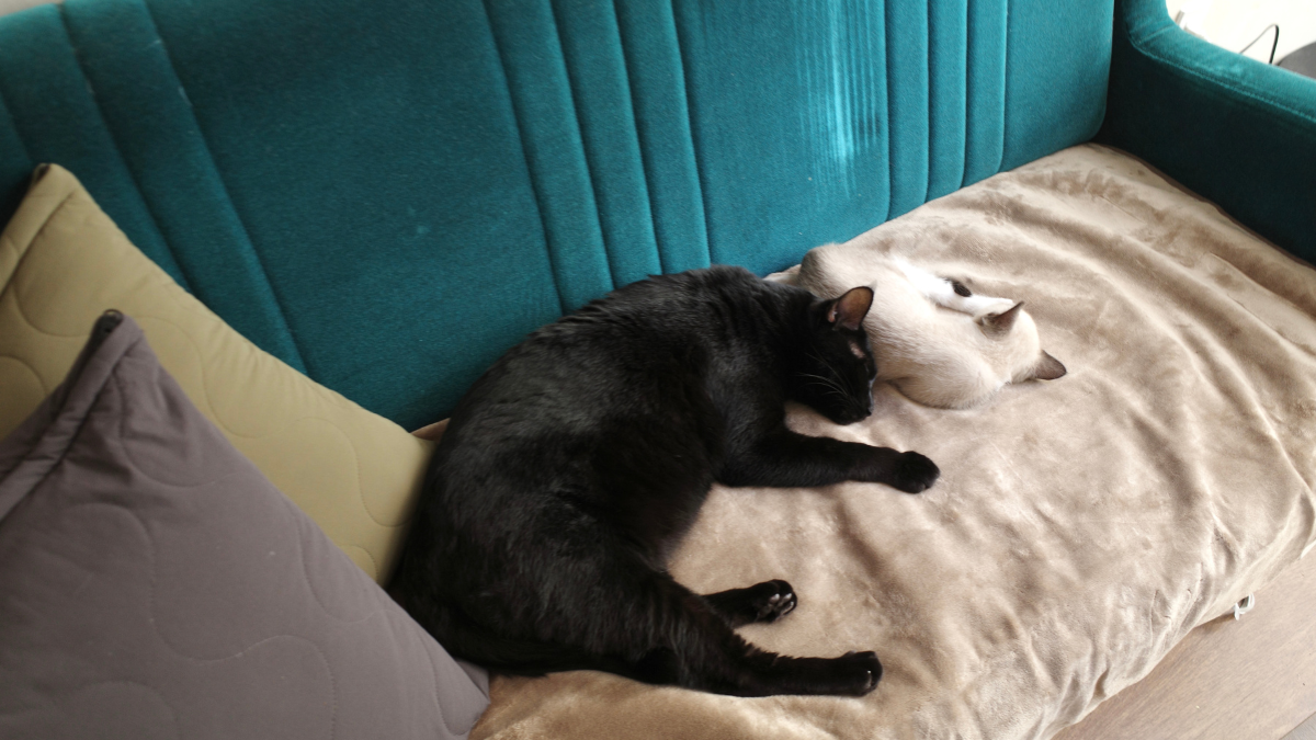 無印がまた人をダメにする…】冷たいソファを「秒でぽかぽか」にする冬