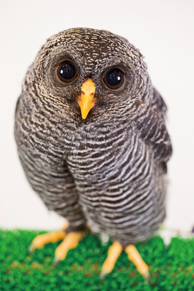 アニマルルームいけもふ／「小動物ROOM」「ふくろう＆爬虫類ROOM」で動物にごはんをあげられる（時間は要確認）