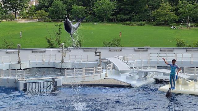 京都水族館 イルカのショー