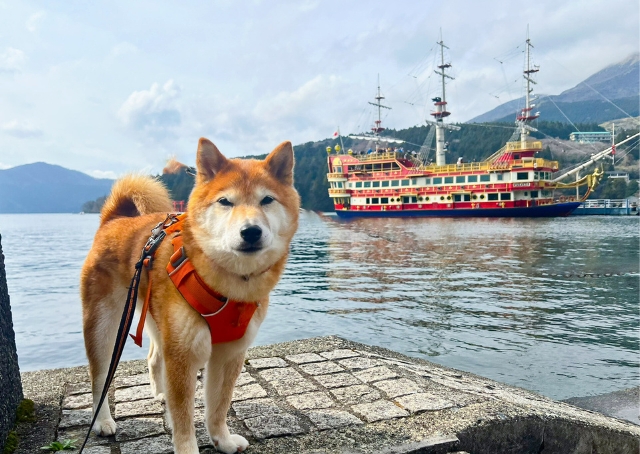【箱根芦ノ湖】愛犬と贅沢ステイ！ドッグフレンドリーなお宿の満足度が神レベルだった【宿泊レポ】 - ハピママ*
