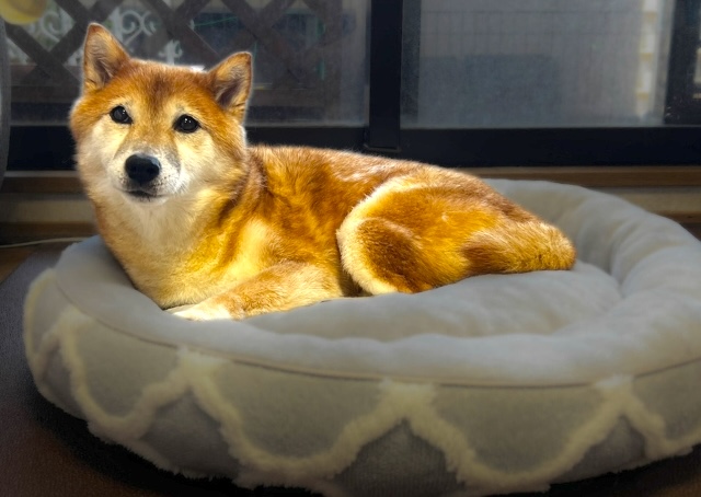 【ニトリのペットベッドNウォーム】新しいベッドもすっかりお気に入りに