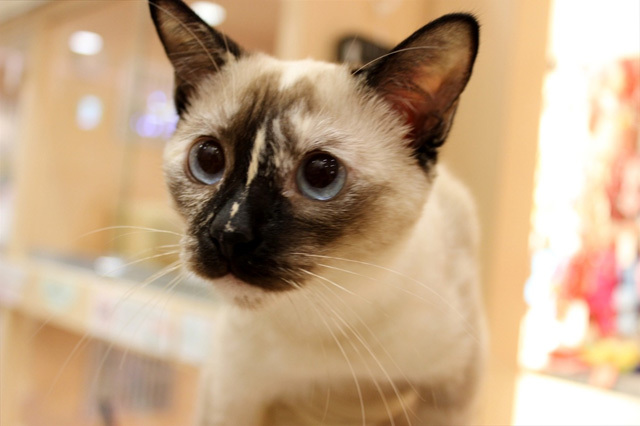 可愛くてキュンキュンする「吉祥寺ねこ祭り」の猫たち