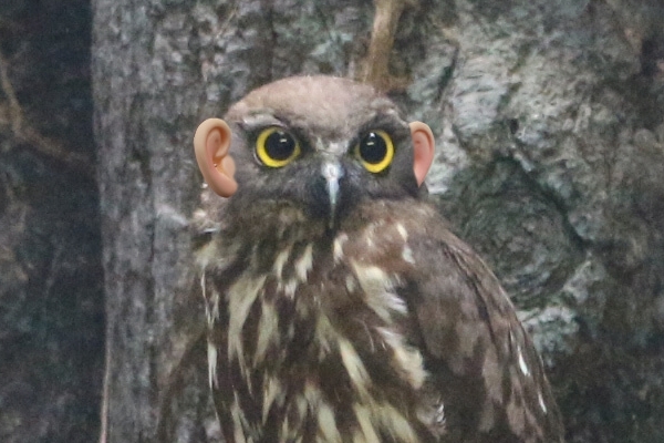 フクロウは素直に可愛かったです