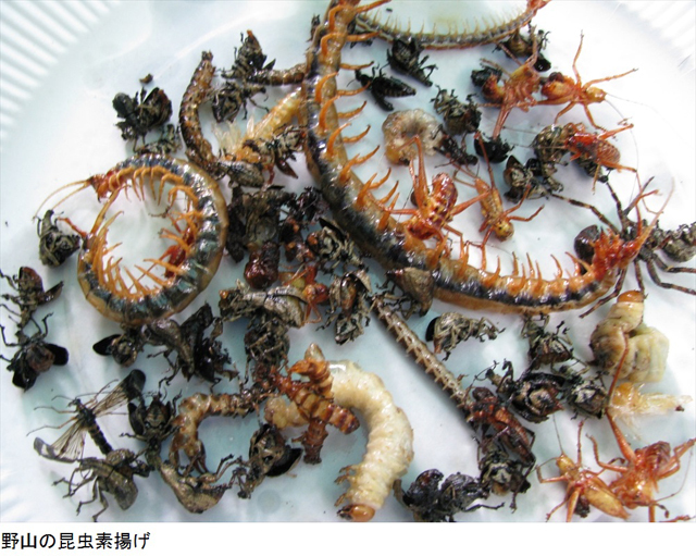 絶品“虫料理”に舌鼓する「虫フェス」の模様