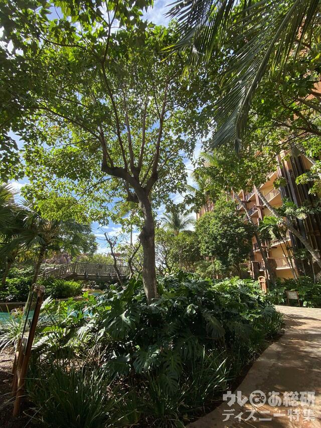 アウラニの風景