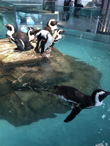 アートすぎる水族館 海遊館プロデュース Nifrel ニフレル がぼーっとしてても楽しい 3 3 Mimot ミモット