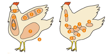 全部知ってたらかなり 肉通 鶏肉 部位全17種 美味しさと食感を比べてみた 1 2 うまい肉