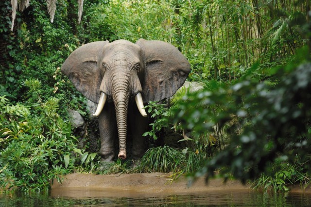 東京ディズニーランド - ジャングルクルーズ:ワイルドライフ・エクスペディション