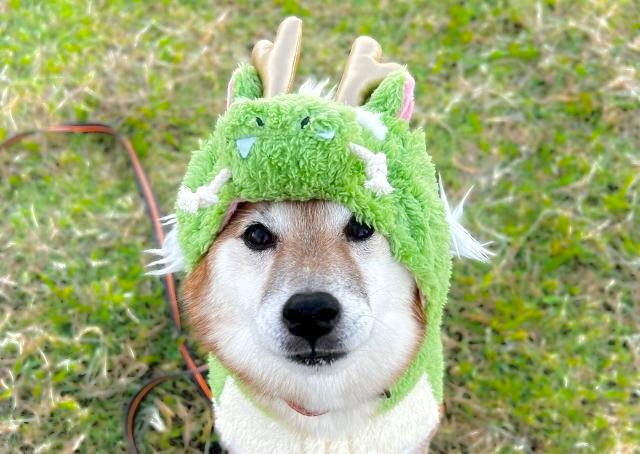 【年賀状おすすめ犬服・小物】フードをかぶると辰らしさがアップ