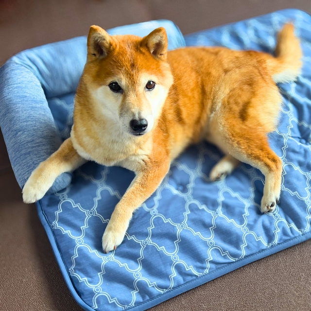 【ペットごろ寝マット M】暑さ対策定番のNクールシリーズのペットベッドをお試し！