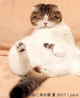 ねこ休み展 夏 2017
