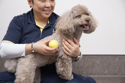 動画 ワンちゃんのトロ顔に釘付け 卵型 犬用マッサージャー で愛犬ストレスケア 1 2 ハピママ