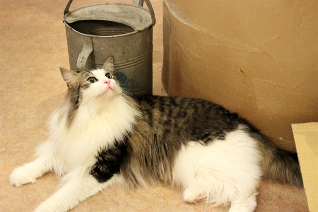 可愛くてキュンキュンする「吉祥寺ねこ祭り」の猫たち