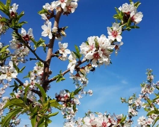 【新宿高島屋「ビーン トゥ フィナンシェ」】シチリア産アーモンドイメージ